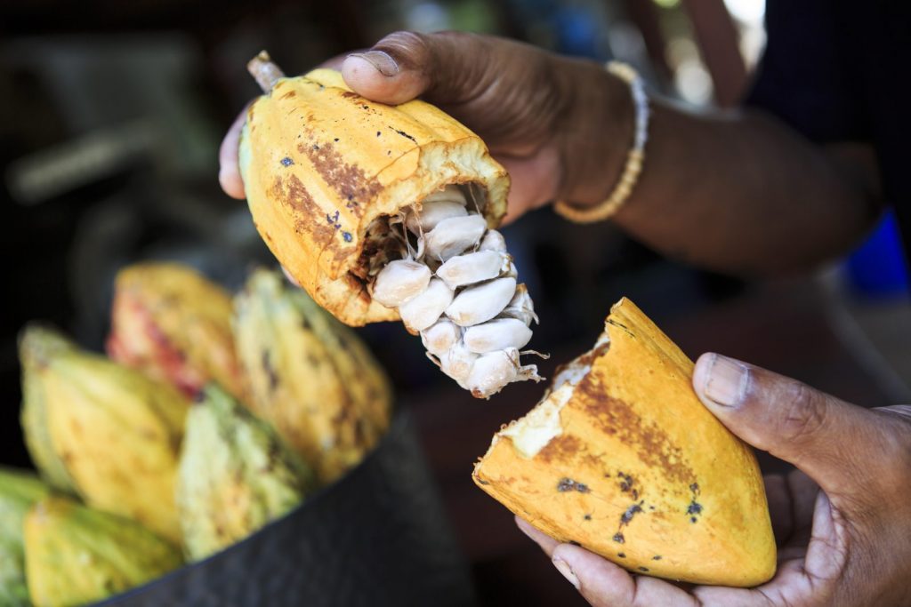 From Seed to Store How Great Chocolate is Made Wockenfuss Candies